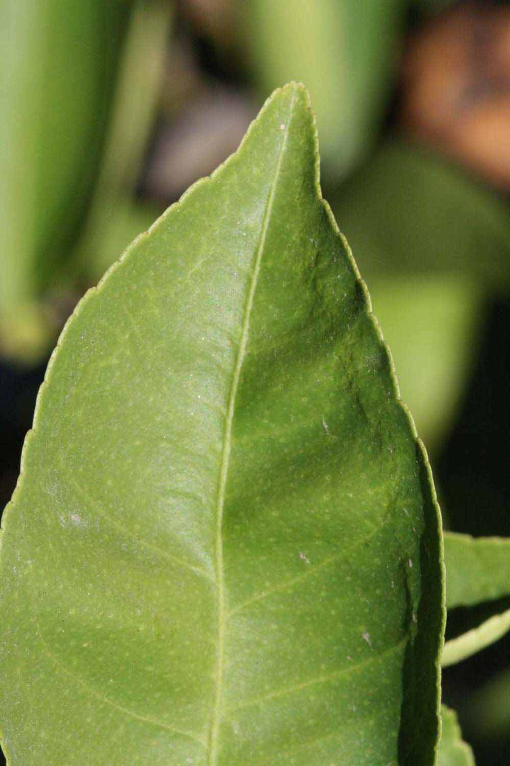              Margin (Riverside, CA)       